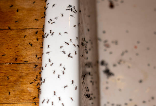 Best Affordable Pest Control Services  in Clinton, MD
